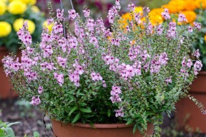 2015 Massachusetts Horticultural Society Field Trials