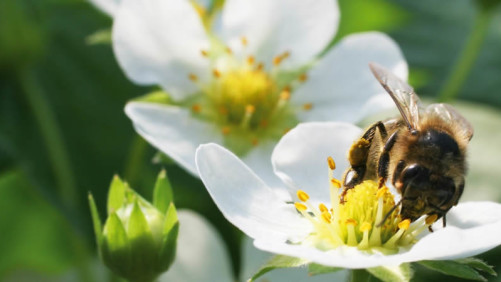 New Crop Protection Solution Uses Bees To Deliver Biocontrols To Flowering Crops
