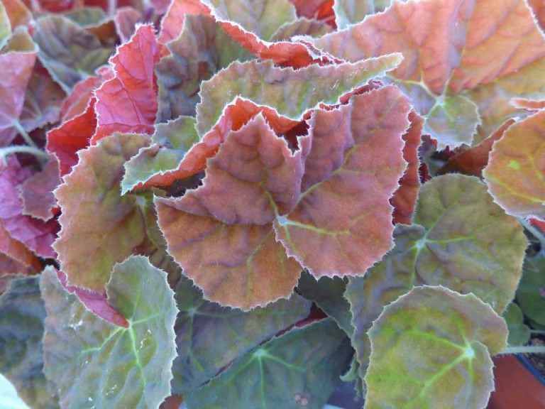 Begonia 'Autumn Embers' (2015 D.S. Cole Growers Field Trials)