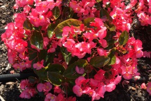 2015 The Ohio State University Field Trials