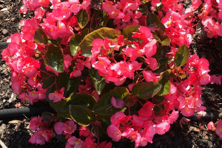 2015 The Ohio State University Field Trials