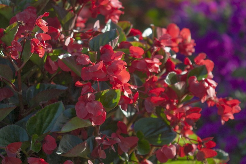 Begonia x benariensis 'BIG Red Green Leaf' (2015 Top 10 Performing Annuals at the University of Minnesota Field Trials)