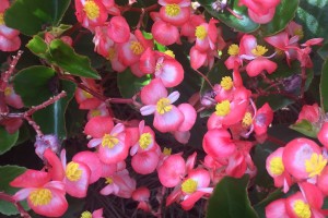 Begonia 'Baby Wing Bicolor' (2015 University of Georgia Field Trials)