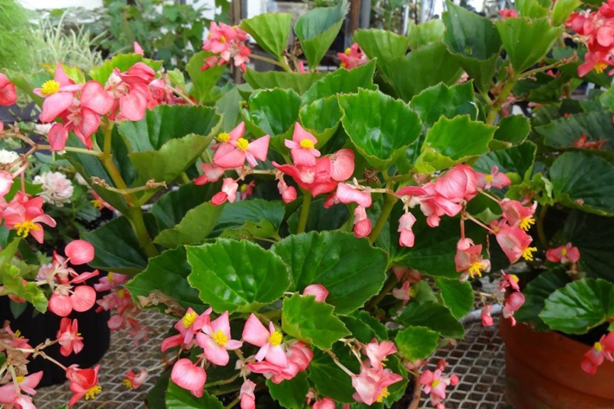 #7: Begonia 'BabyWing Red' (Top 10 Of The 2015 Louisiana State University Field Trials)