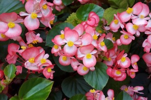Begonia 'Babywing Pink Bicolor' (Best Performing Plant, 2015 North Dakota State Field Trials)