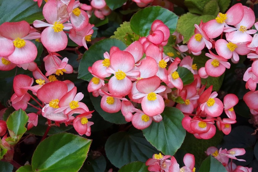 Begonia 'Babywing Pink Bicolor' (Best Performing Plant, 2015 North Dakota State Field Trials)