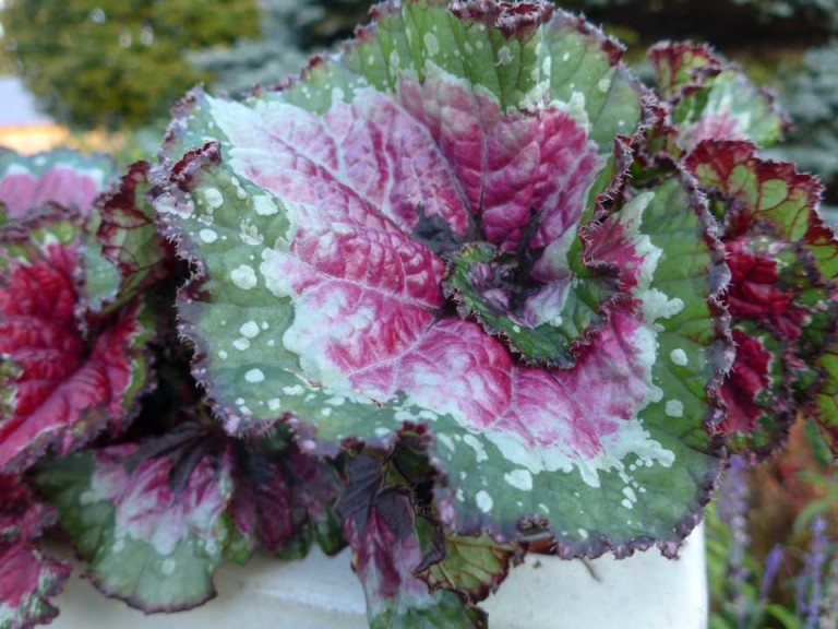 Begonia 'Paso Doble' (2015 D.S. Cole Growers Field Trials)