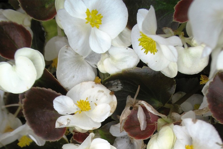 Begonia semperflorens 'Senator White Improved' (2015 Missouri Botanical Garden Field Trials)