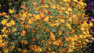 Michigan State University (East Lansing, Mich.) 2015 Field Trials Results