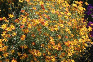 2015 Michigan State University Field Trials