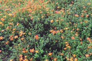 Bidens 'Campfire Fireburst' from Proven Winners (2015 University of Tennessee Field Trials)