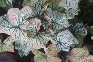 Caladium 'Debutante' (2015 University of Georgia Field Trials)