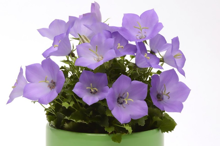 12 Succulents And Miniatures