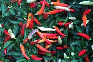 Capsicum 'Basket of Fire' (2015 University of Georgia Field Trials)