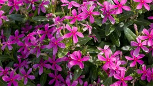 2016 Annuals Retail Intros Are Longer Blooming And Tougher Than Ever