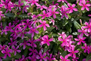Catharanthus 'Soiree Pink' (2015 Costa Farms Field Trials)