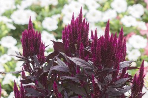 Celosia '1554' (2015 Costa Farms Field Trials)