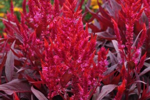Celosia 'Dragons Breath' (2015 Colorado State University Field Trials) (2015 Colorado State University Annual Flower Trials)