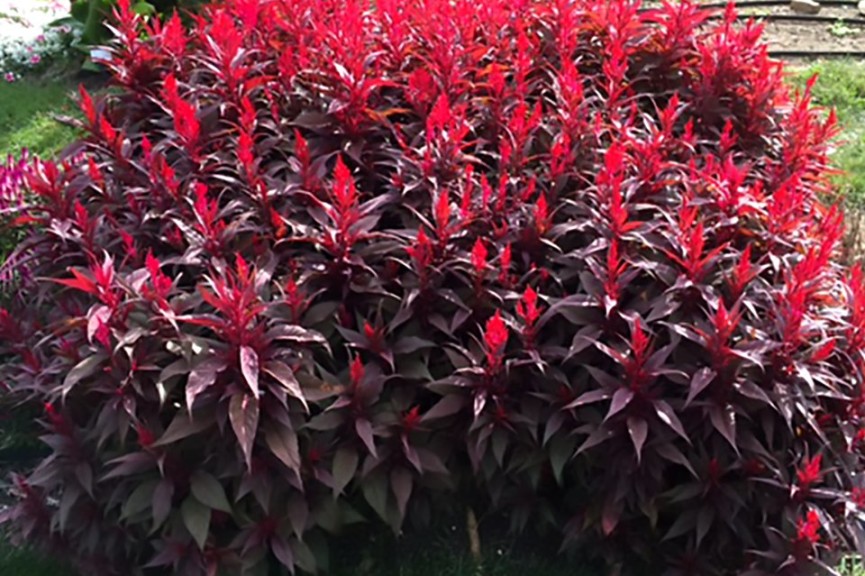 2015 The Ohio State University Field Trials