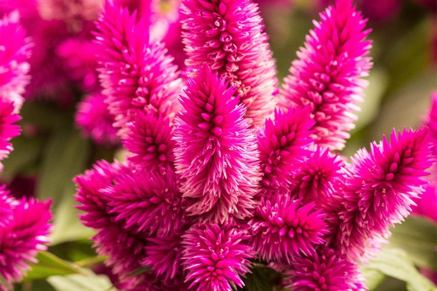 2015 Mast Young Plants Field Trials