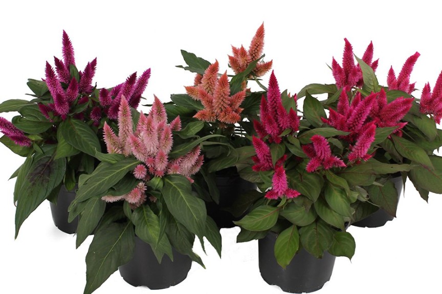 12 Succulents And Miniatures