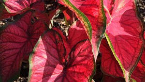 The Ohio State University (Columbus, Ohio) 2015 Field Trials Results