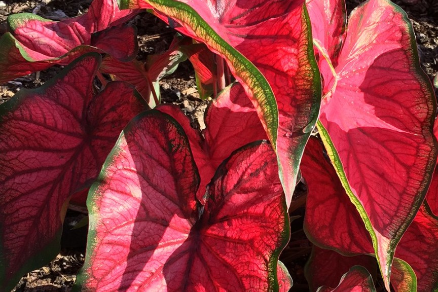 2015 The Ohio State University Field Trials