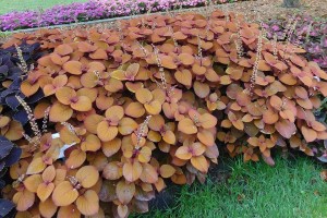 2015 Michigan State University Field Trials