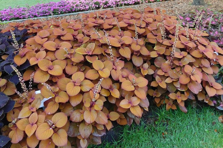 2015 Michigan State University Field Trials