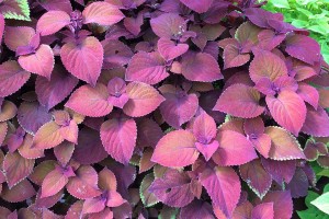 2015 University of Georgia Field Trials