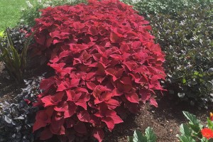 2015 University of Tennessee Field Trials