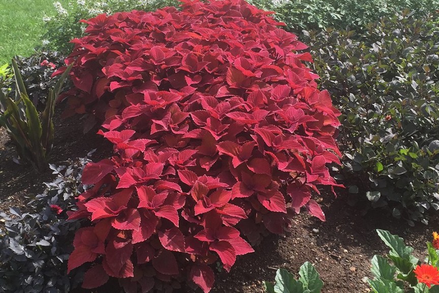 2015 University of Tennessee Field Trials