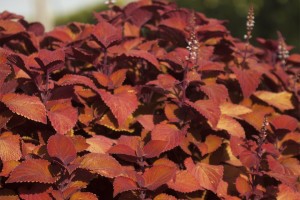 Coleus 'Campfire' (2015 Costa Farms Field Trials)