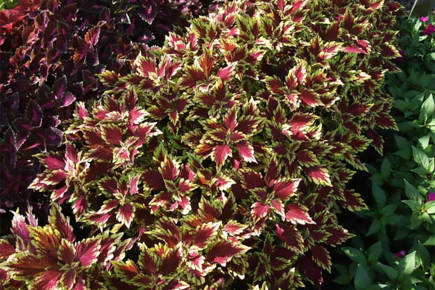 Coleus 'ColorBlaze Apple Brandy' from Proven Winners (2015 J.C. Raulston Arboretum Field Trials)