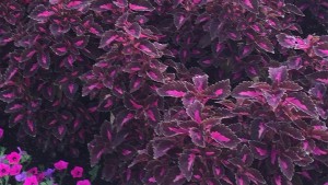 2015 University of  Tennessee Gardens (Knoxville and Jackson, Tenn.) Field Trials Results