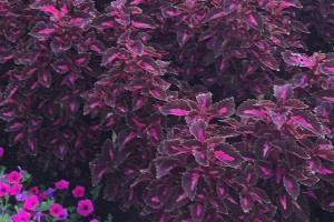 Coleus 'Colorblaze Velveteen' from Proven Winners (2015 University of Tennessee Field Trials)