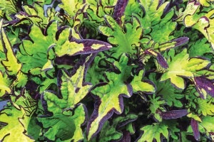 2015 Welby Gardens Field Trials