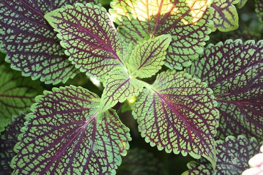 2015 University of Wisconsin Field Trials