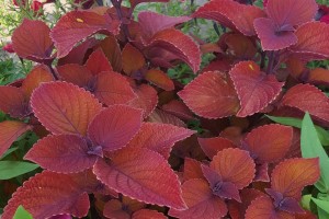 2015 Pike Creek Horticulture Center Field Trials