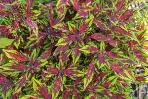 Coleus scutellaroides 'Flame Thrower Chili Pepper' (2015 Pike Creek Horticulture Center Field Trials)