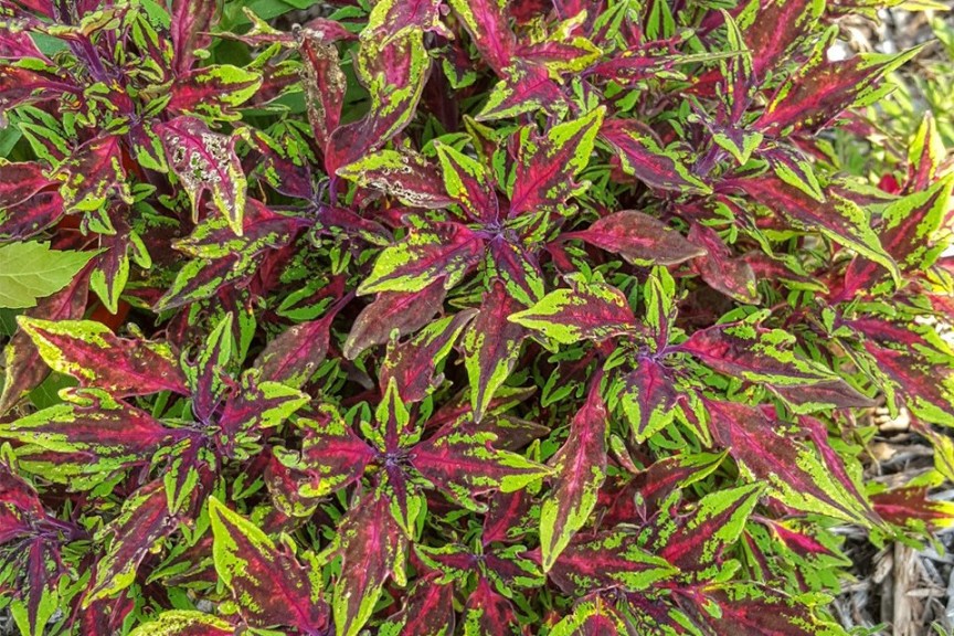 Coleus scutellaroides 'Flame Thrower Chili Pepper' (2015 Pike Creek Horticulture Center Field Trials)