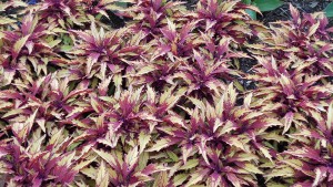 Cornell University (Ithaca, N.Y.) 2015 Field Trials Results