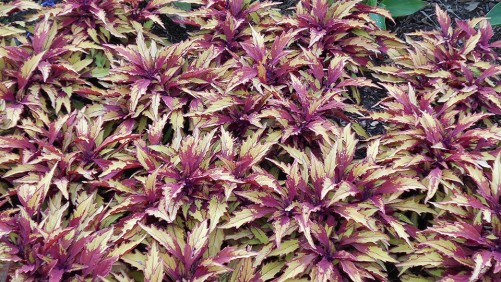 Cornell University (Ithaca, N.Y.) 2015 Field Trials Results