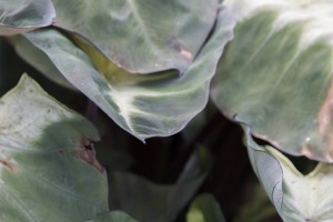 Colocasia 'Royal Hawaiian White Lava' (2015 Costa Farms Field Trials)