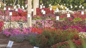 2015 Costa Farms (Miami, Fla.) Field Trials Results