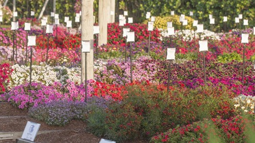 2015 Costa Farms (Miami, Fla.) Field Trials Results