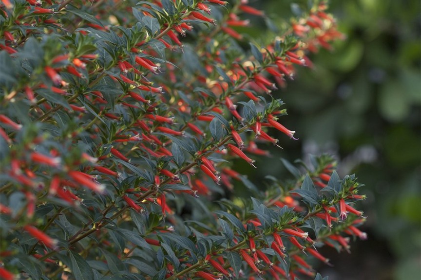 Cuphea 'Vermillionaire' (2015 Costa Farms Field Trials)