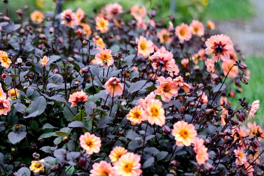 2015 Massachusetts Horticultural Society Field Trials