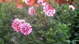 Top Performing Plants For The Upper Plains