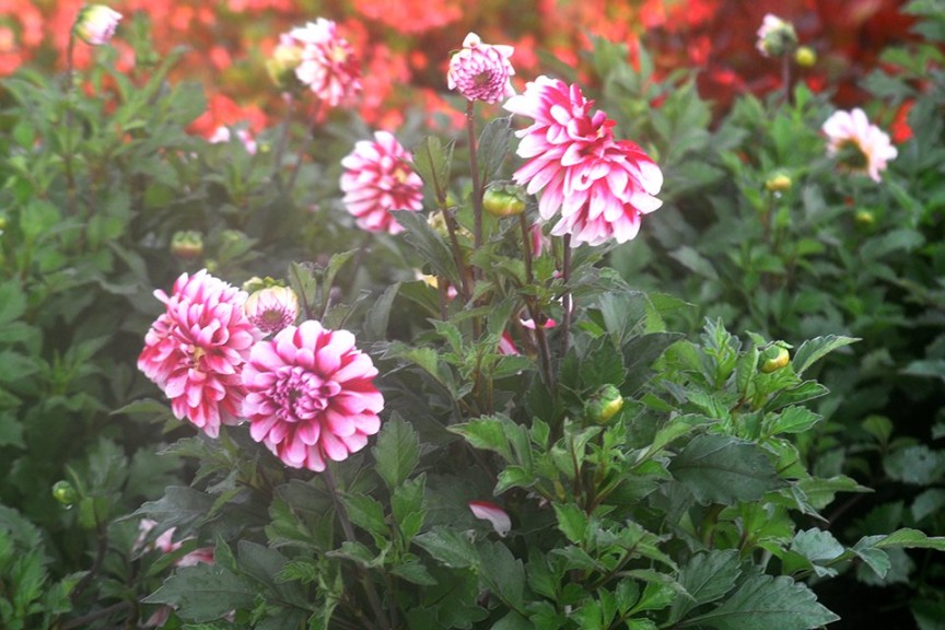 Dahlia Dalaya Series (2015 Reiman Gardens, Iowa State University Field Trials)